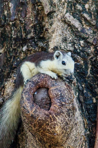 Esquilos na natureza — Fotografia de Stock