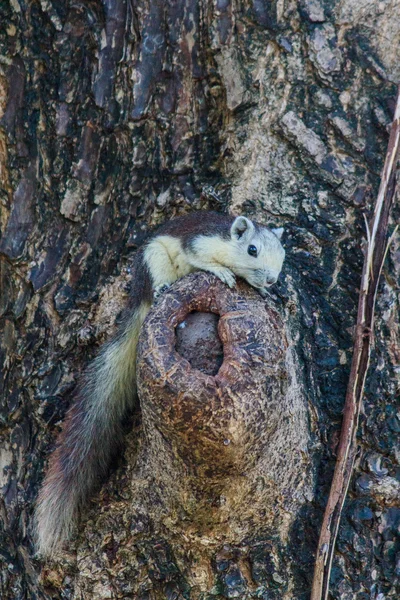 Eichhörnchen in der Natur — Stockfoto