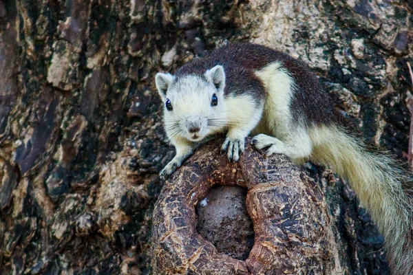 Les écureuils dans la nature — Photo