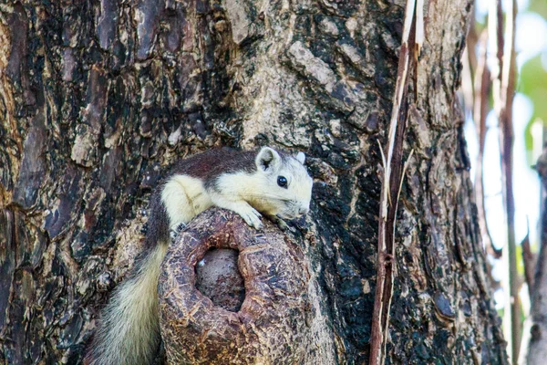 Squirrels in nature — Stock Photo, Image