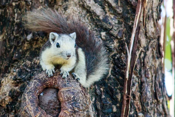 Squirrels in nature — Stock Photo, Image