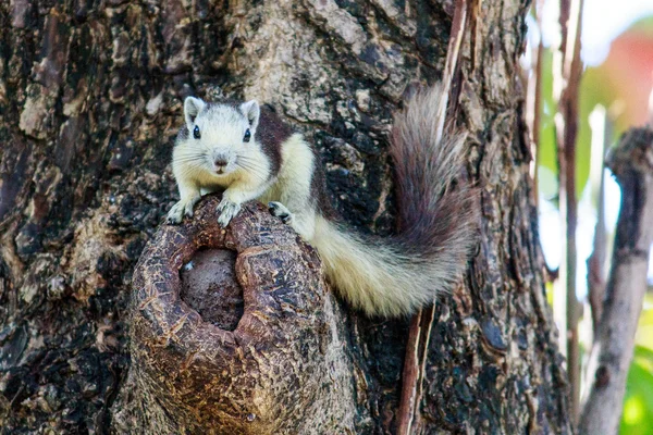 Squirrels in nature — Stock Photo, Image