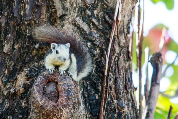 Squirrels in nature — Stock Photo, Image