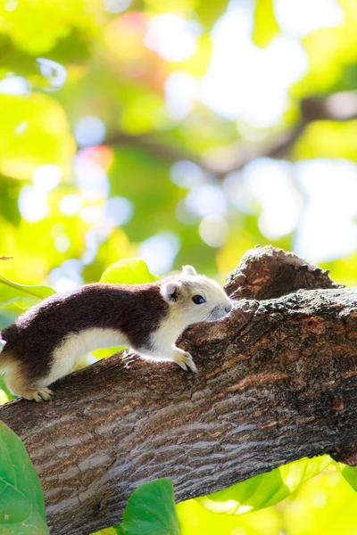 Squirrels in nature — Stock Photo, Image