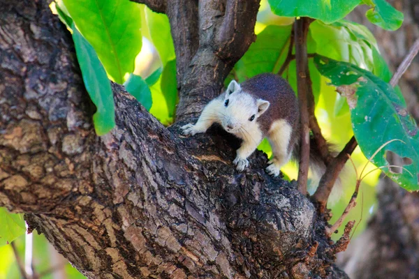 Eichhörnchen in der Natur — Stockfoto