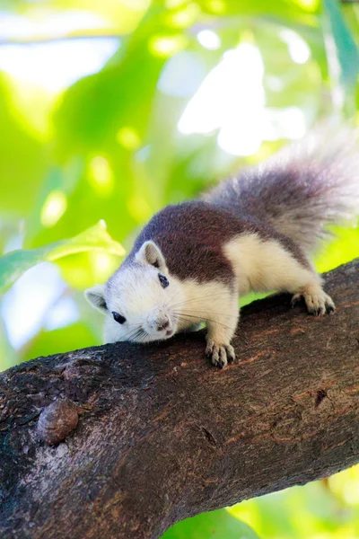 Squirrels in nature — Stock Photo, Image