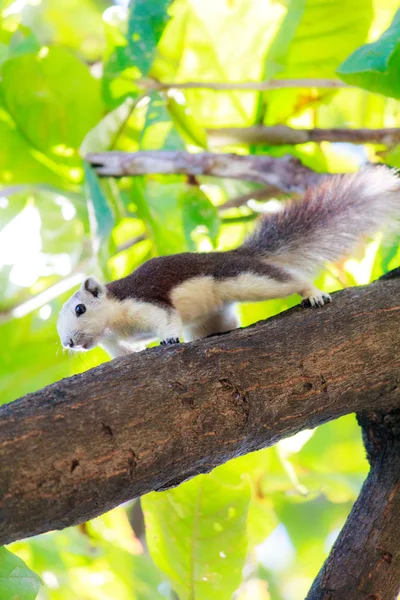 Squirrels in nature — Stock Photo, Image