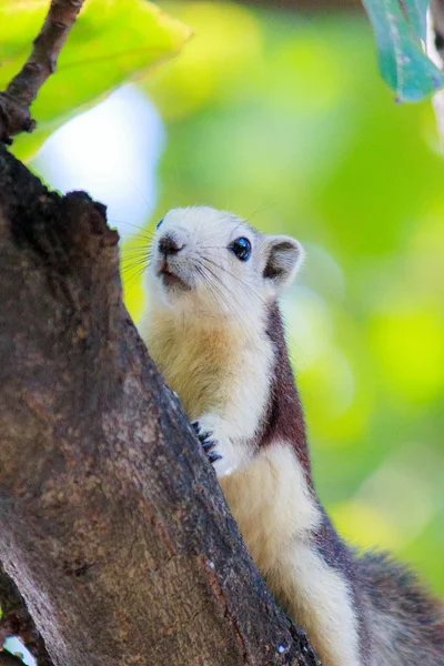 Squirrels in nature — Stock Photo, Image