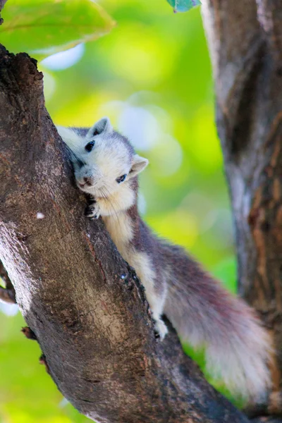 Squirrels in nature — Stock Photo, Image