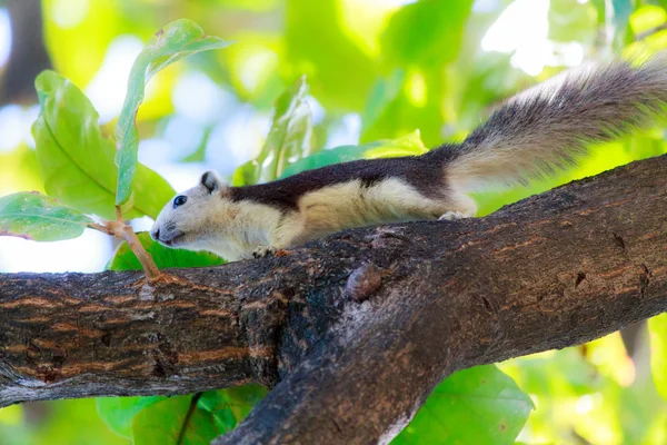 Squirrels in nature — Stock Photo, Image