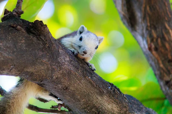 Esquilos na natureza — Fotografia de Stock
