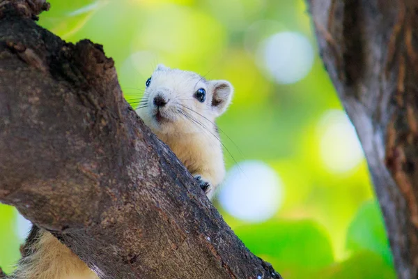 Squirrels in nature — Stock Photo, Image