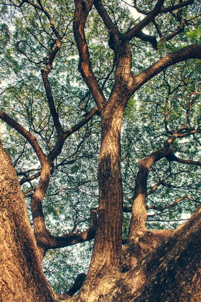 Tree Park — Stock Photo, Image