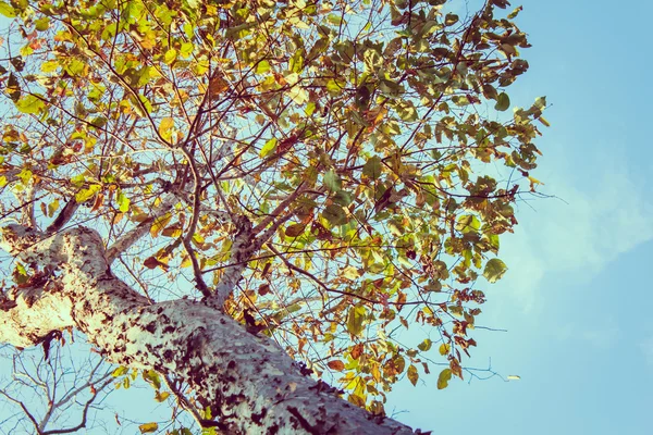 Tree — Stock Photo, Image