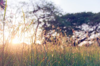 çim ve gün batımı