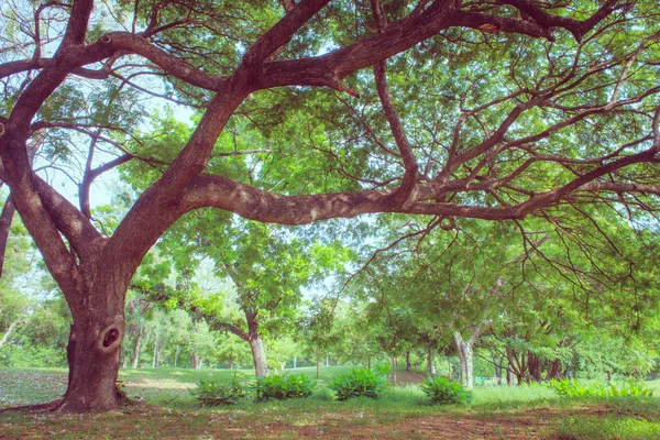 Landschaftsbäume — Stockfoto