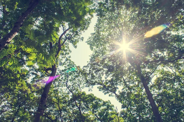 The Large trees — Stock Photo, Image