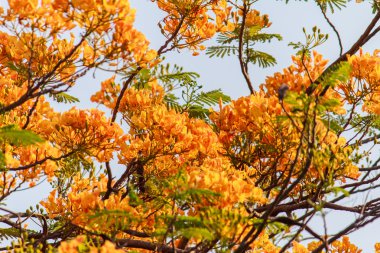 Tam çiçeklenme çiçekler