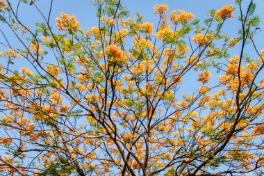 Tam çiçeklenme çiçekler