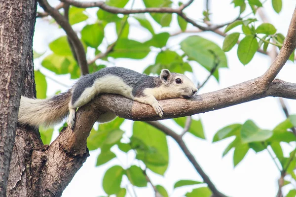 Squirrels on trees — Stock Photo, Image