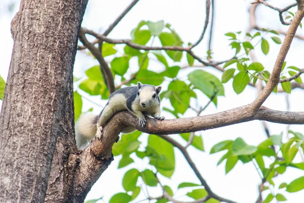 Squirrels on trees — Stock Photo, Image