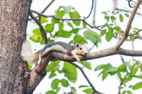 Squirrels on trees — Stock Photo, Image