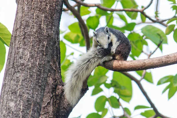 Squirrels on trees — Stock Photo, Image