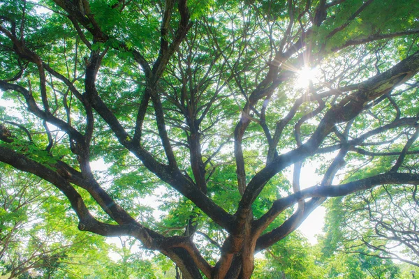 The Large trees — Stock Photo, Image