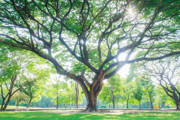 The Large trees — Stock Photo, Image