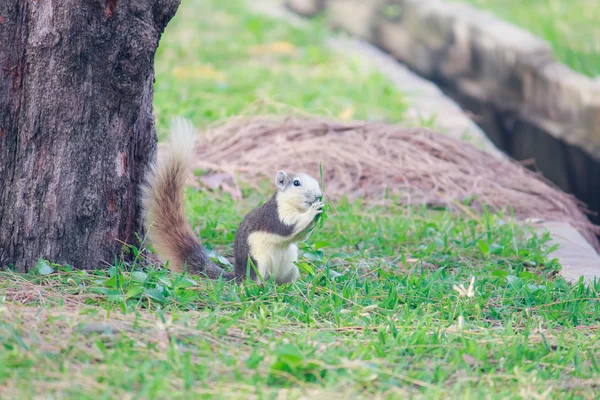 Squirrels live in park — Stock Photo, Image