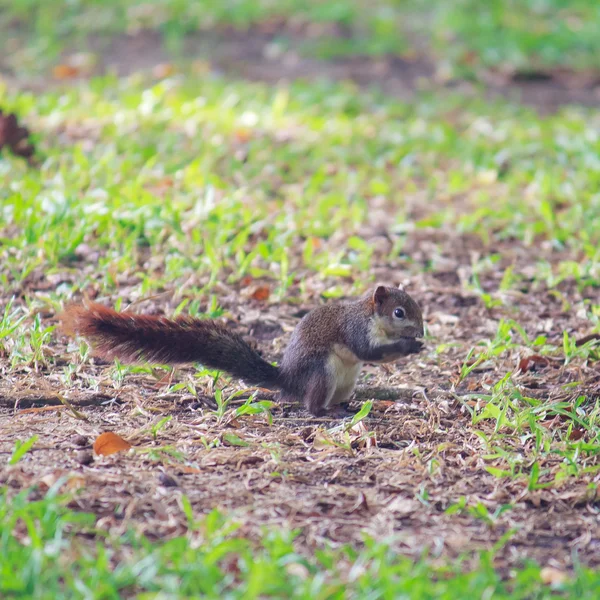 Eichhörnchen leben im Park — Stockfoto