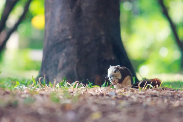 Squirrels live in park — Stock Photo, Image
