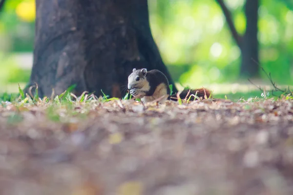 Squirrels live in park — Stock Photo, Image