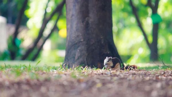 Esquilos vivem no parque — Fotografia de Stock
