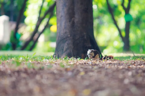 Esquilos vivem no parque — Fotografia de Stock