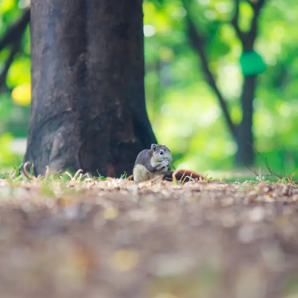 Squirrels live in park — Stock Photo, Image