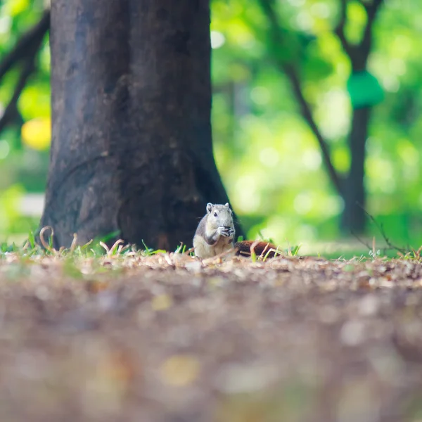 Eichhörnchen leben im Park — Stockfoto