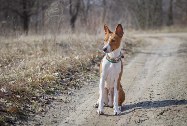 バセンジー犬の公園で散歩 — ストック写真