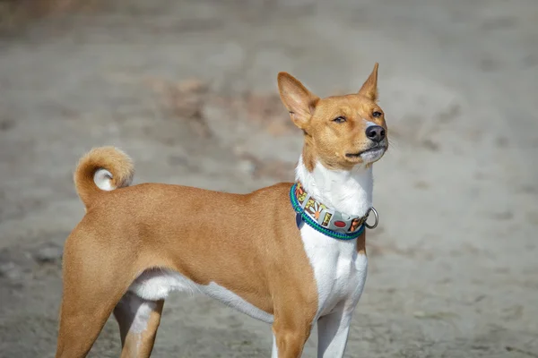 Basenji dog walking in the park — Stok Foto