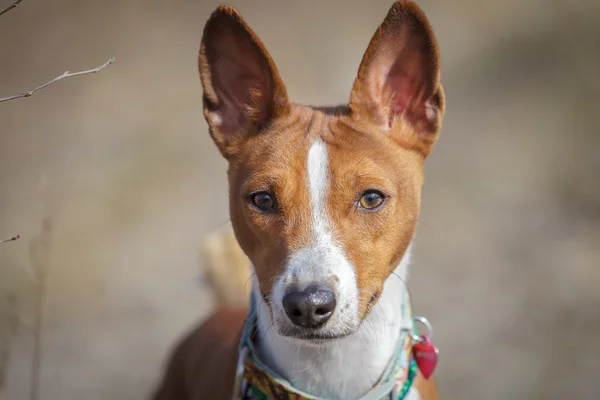 Basenji dog walking in the park — Stock Photo, Image