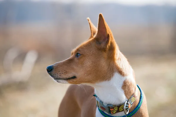 Alçaklık köpek parkta yürüyen — Stok fotoğraf