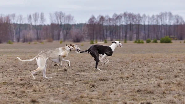 Školení pro coursing. Závod chrtů a ruské Hort — Stock fotografie