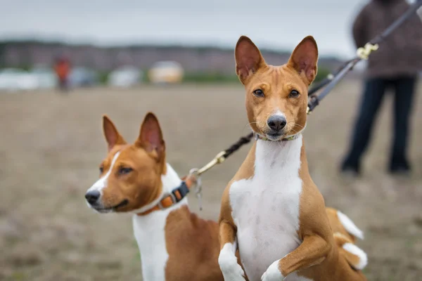 Basenji de dos perros en un perros de correa. Retrato —  Fotos de Stock