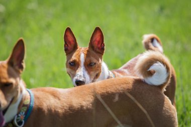 İki alçaklık köpek Parkta yürümek. Bahar