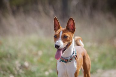 Alçaklık köpekler Parkta yürümek. Bahar