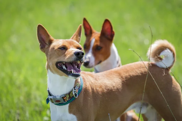 Dos perros basenji caminar en el parque. Primavera —  Fotos de Stock