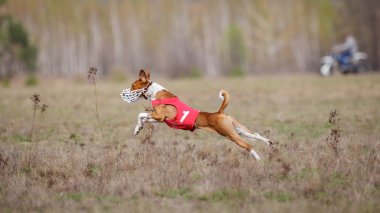 Akan, tutku ve hız. Köpekler alçaklık çalışan
