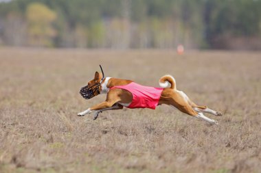 Akan, tutku ve hız. Köpekler alçaklık çalışan