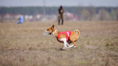 Akan, tutku ve hız. Köpekler alçaklık çalışan