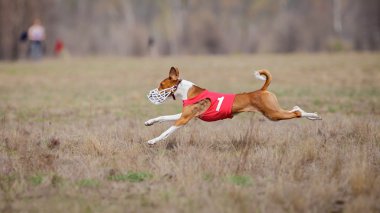 Akan, tutku ve hız. Köpekler alçaklık çalışan